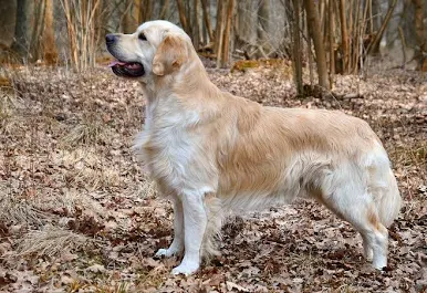 Golden retriever